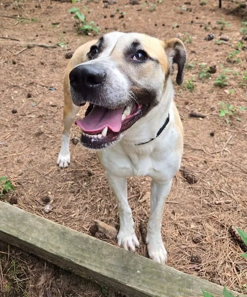 A young large-sized female Mixed Breed dog named Cora for adoption in Covington, GA