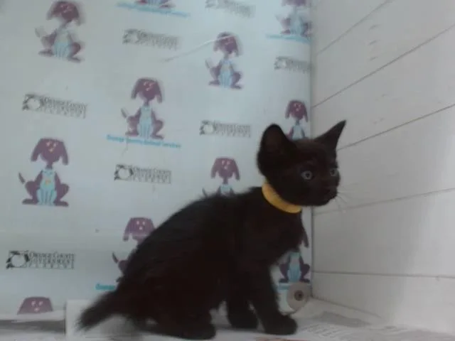 A baby small-sized female Black Domestic Short Hair cat named Elena for adoption in Orlando, FL