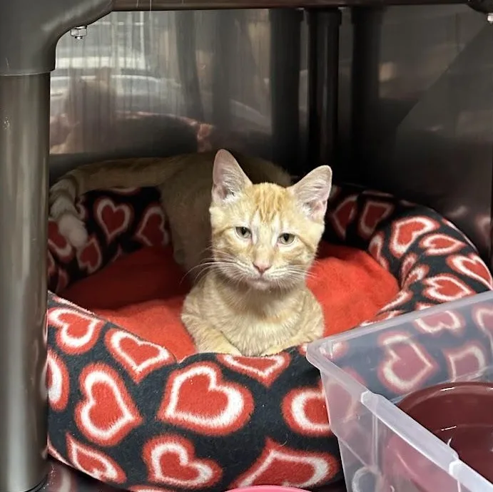 A young small-sized male Tabby (Orange / Red) Domestic Short Hair cat named Zazu for adoption in Grand Rapids, MI