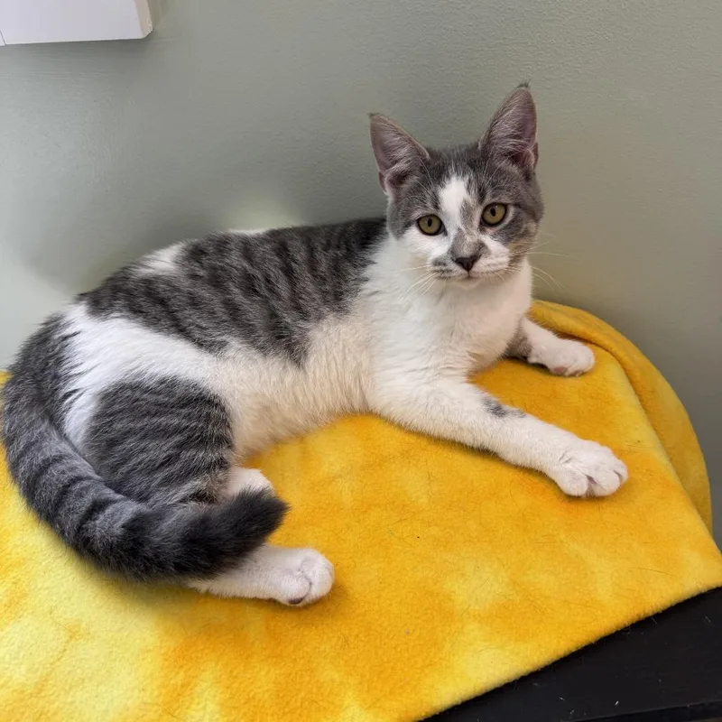A young small-sized female Gray / Blue / Silver Domestic Short Hair cat named CiCi for adoption in Goshen, IN