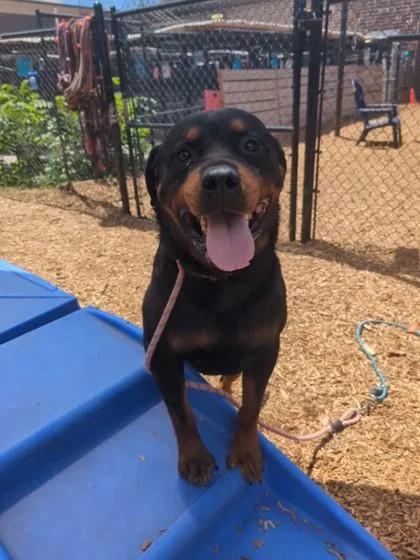 An adult extra large-sized male Mixed Breed dog named Mister Gem for adoption in Chamblee, GA