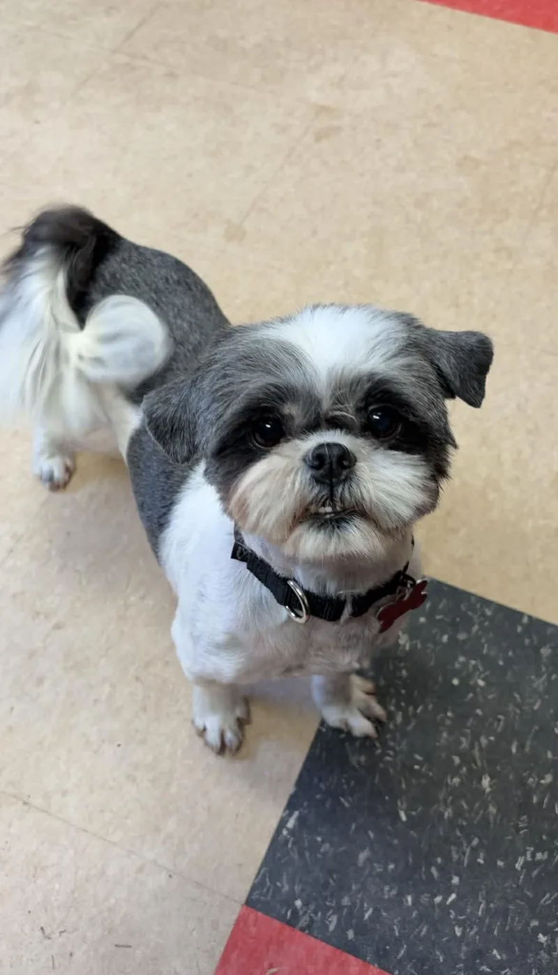 An adult small-sized female Shih Tzu dog named Shirley for adoption in Valparaiso, IN