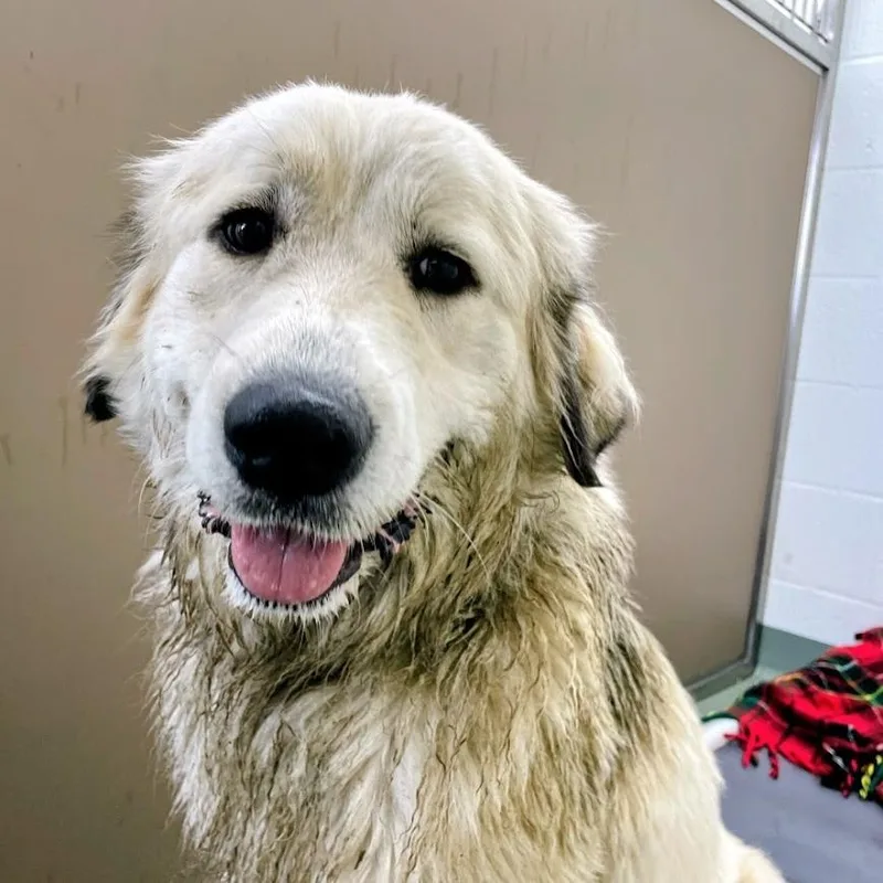 Snow Cone thumbnail 2