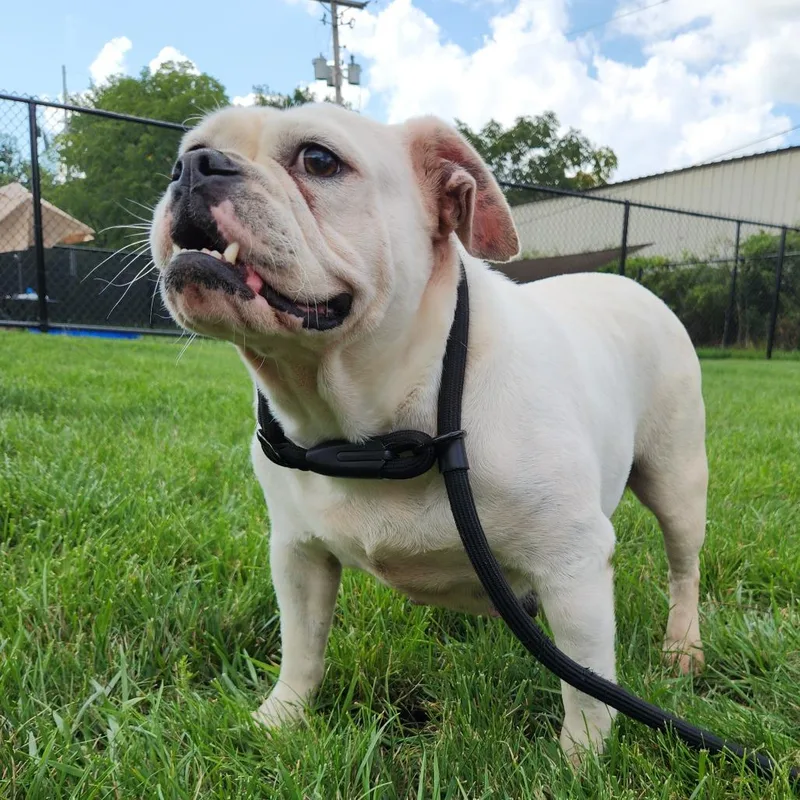 An adult medium-sized female English Bulldog dog named Klepto for adoption in Fort Wayne, IN