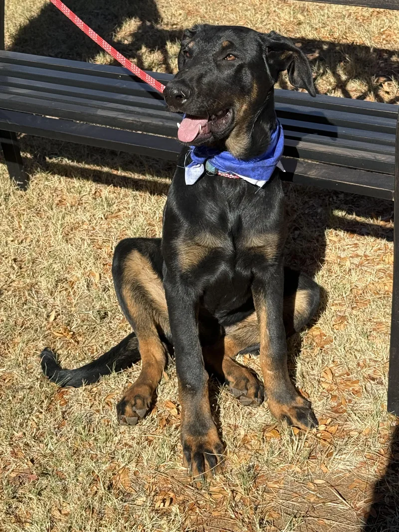 A young large-sized male German Shepherd Dog dog named Rex for adoption in Levelland, TX