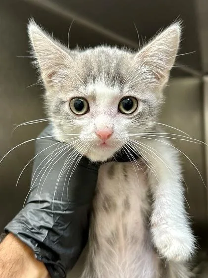 Whiskers