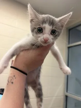 Whiskers thumbnail 2
