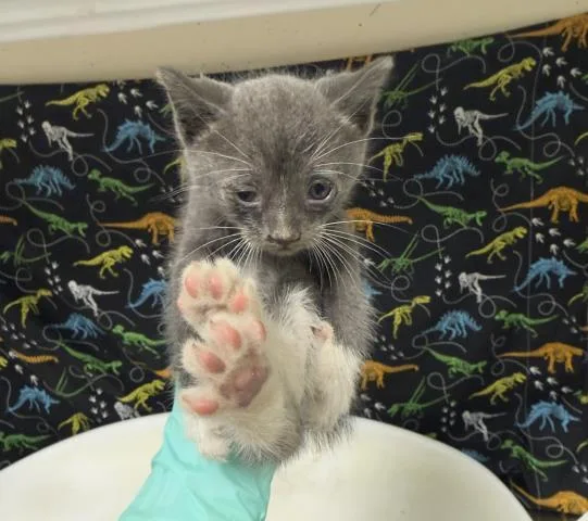 A baby small-sized male Domestic Short Hair cat named Dewey for adoption in Riverside, CA