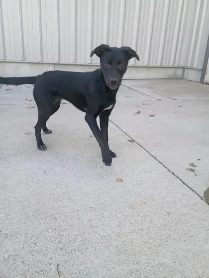A young small-sized female Mixed Breed dog named Pumpkin for adoption in Beatrice, NE