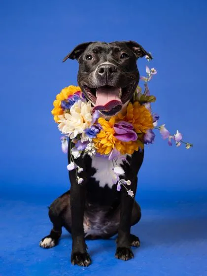 An adult large-sized female Pit Bull Terrier dog named Gretchen for adoption in Atlanta, GA