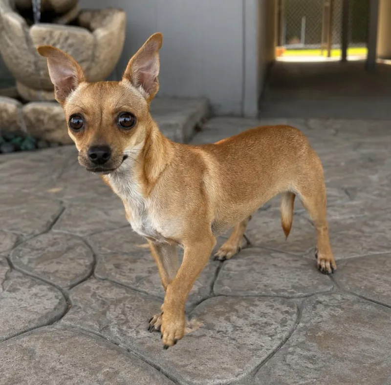 A young small-sized female Yellow / Tan / Blond / Fawn Chihuahua dog named Banana for adoption in Lathrop, CA