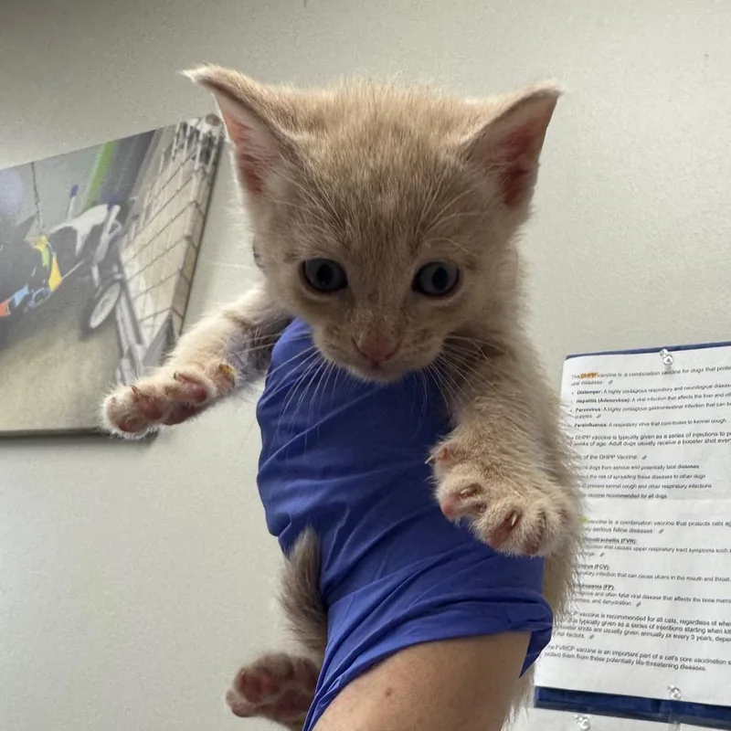 A baby small-sized male Cream / Ivory Domestic Short Hair cat named Grillo for adoption in Columbiana, AL