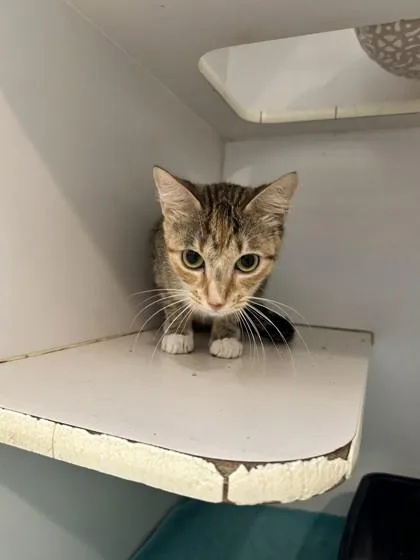 A young small-sized female Domestic Short Hair cat named Linda for adoption in Palm Coast, FL