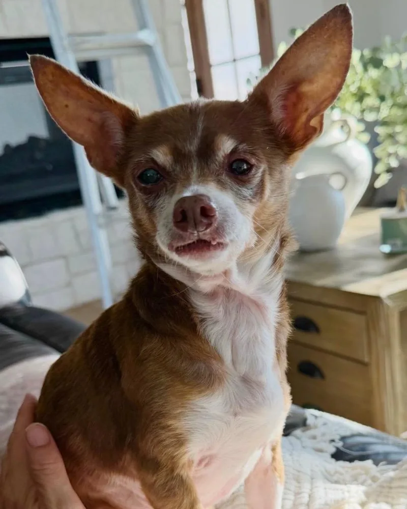 A senior small-sized female Chihuahua dog named Mel for adoption in Bryan, TX