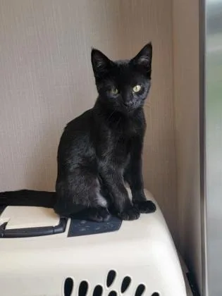A baby small-sized female Domestic Short Hair cat named Biscotti for adoption in Fergus Falls, MN