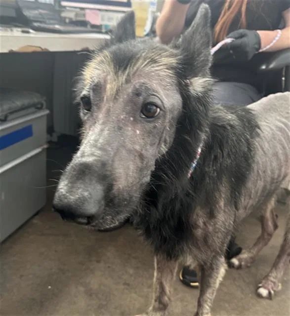 An adult large-sized female Mixed Breed dog named Dory for adoption in Dallas, TX