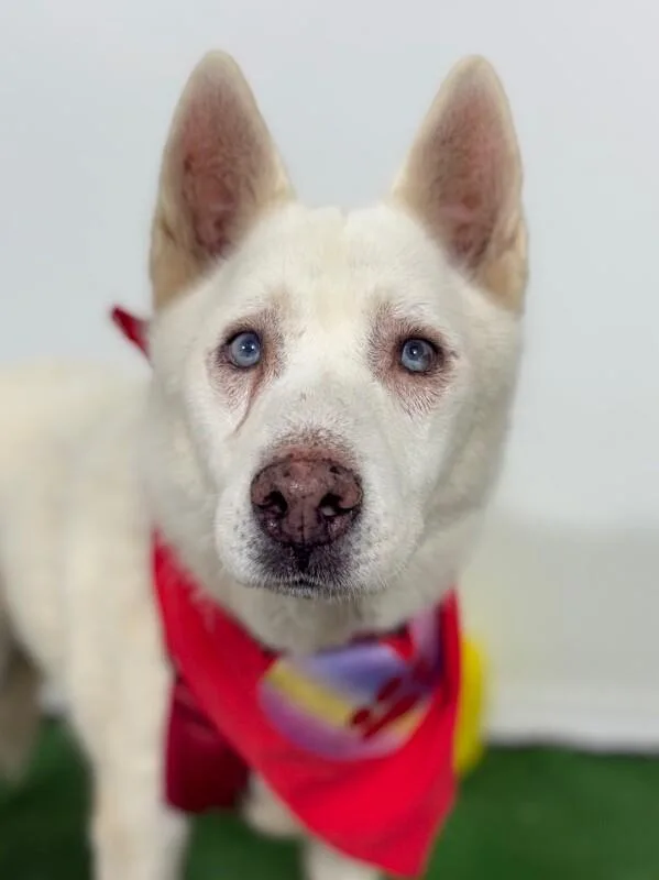 A young large-sized male White / Cream Husky dog named Casper for adoption in Carlsbad, CA
