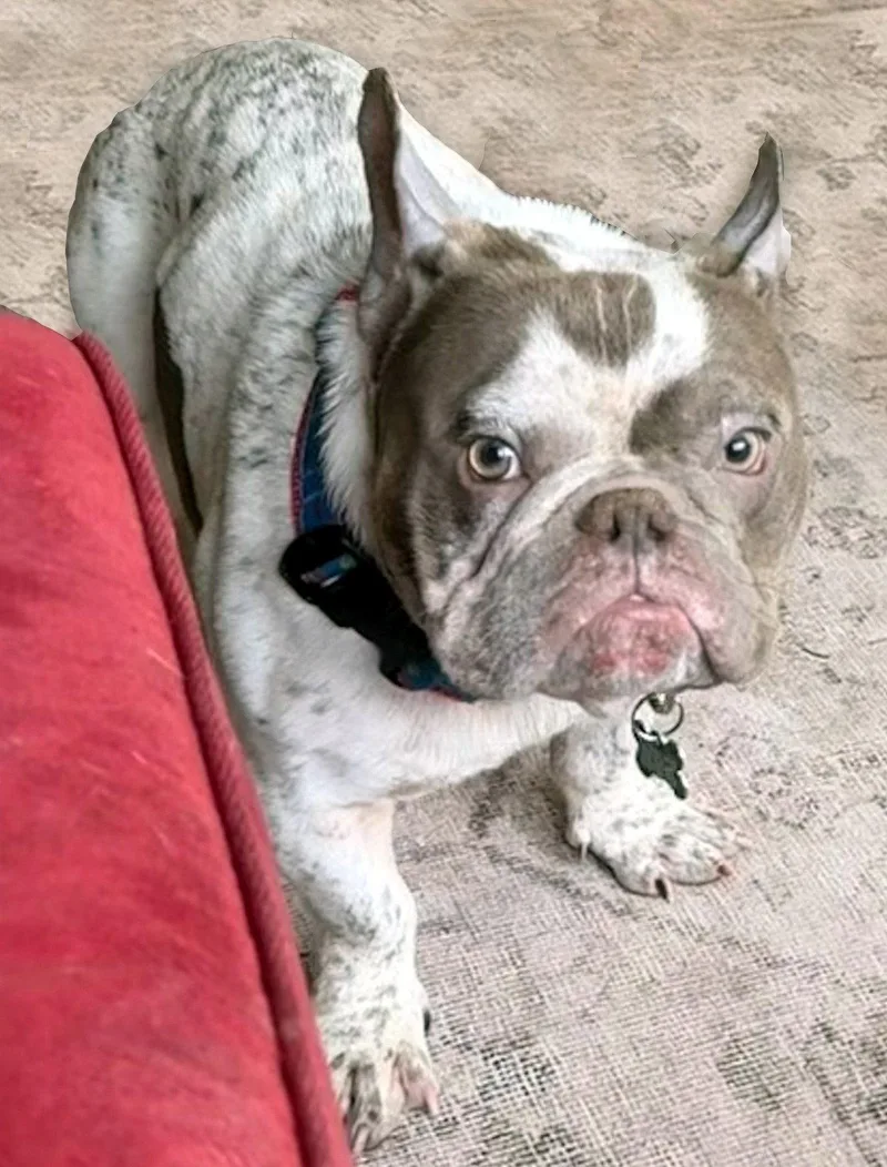 A young small-sized male French Bulldog dog named Screech for adoption in Framingham, MA