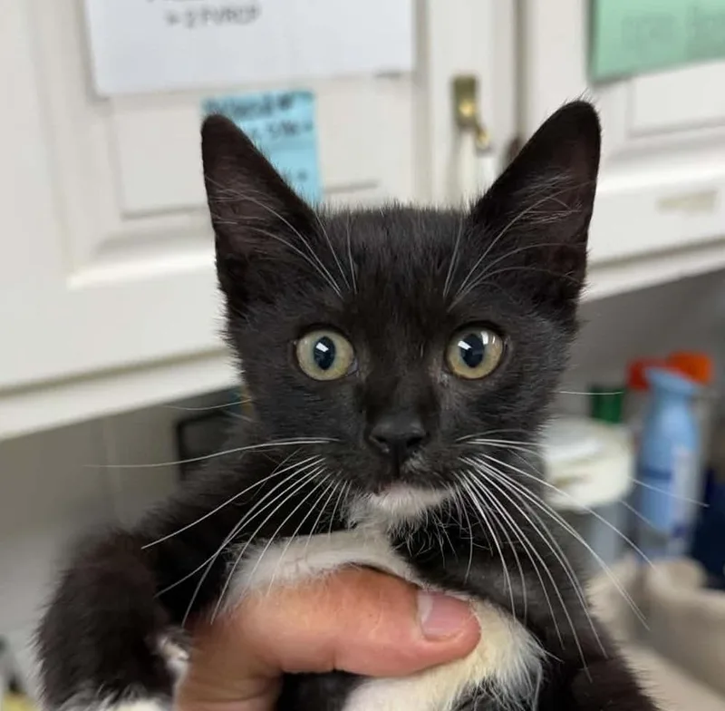 A baby small-sized male Domestic Short Hair cat named Sylvester for adoption in Lavonia, GA