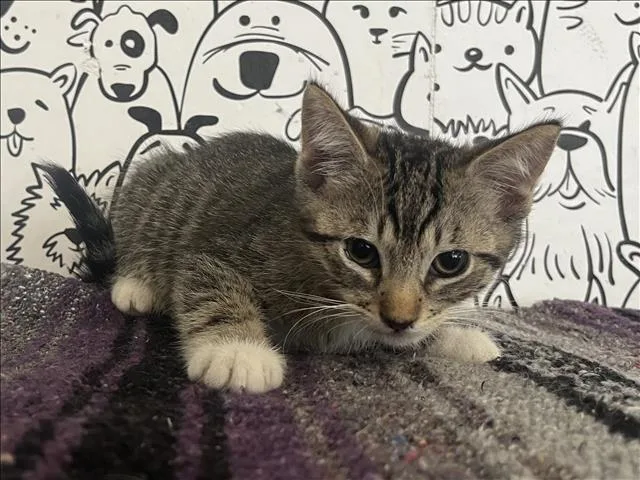 A baby small-sized male Domestic Short Hair cat named Duke for adoption in San Pedro, CA