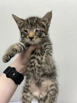 A baby small-sized male Domestic Short Hair cat named George for adoption in West Chester, PA