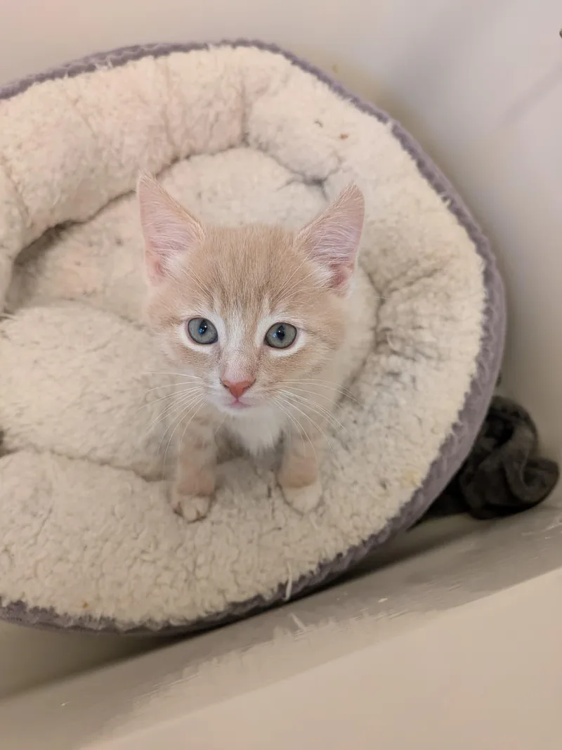 A baby medium-sized male Orange & White Domestic Short Hair cat named General Tee for adoption in Philadelphia, PA