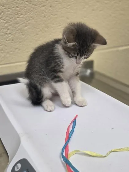 A baby small-sized female Domestic Short Hair cat named Uniqua for adoption in Westland, MI