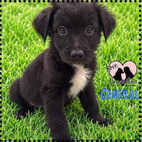 A baby medium-sized male Black Border Collie dog named General for adoption in Gilbert, AZ