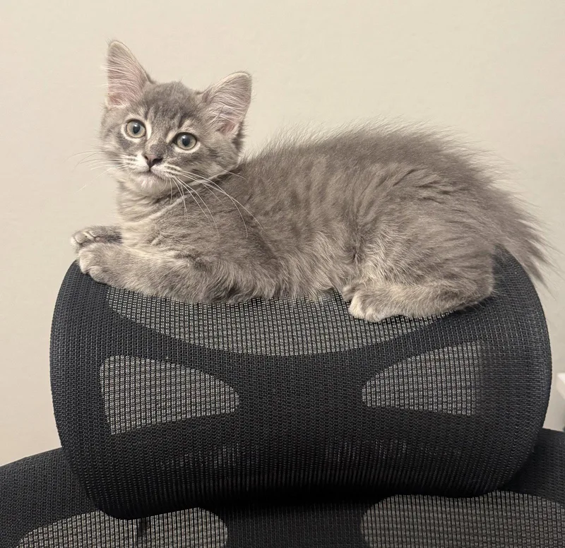 Nolan