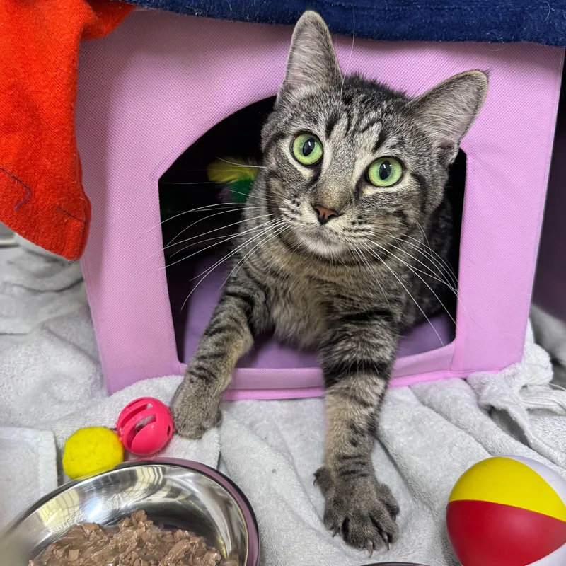 Skye  Moonshine  thumbnail 2