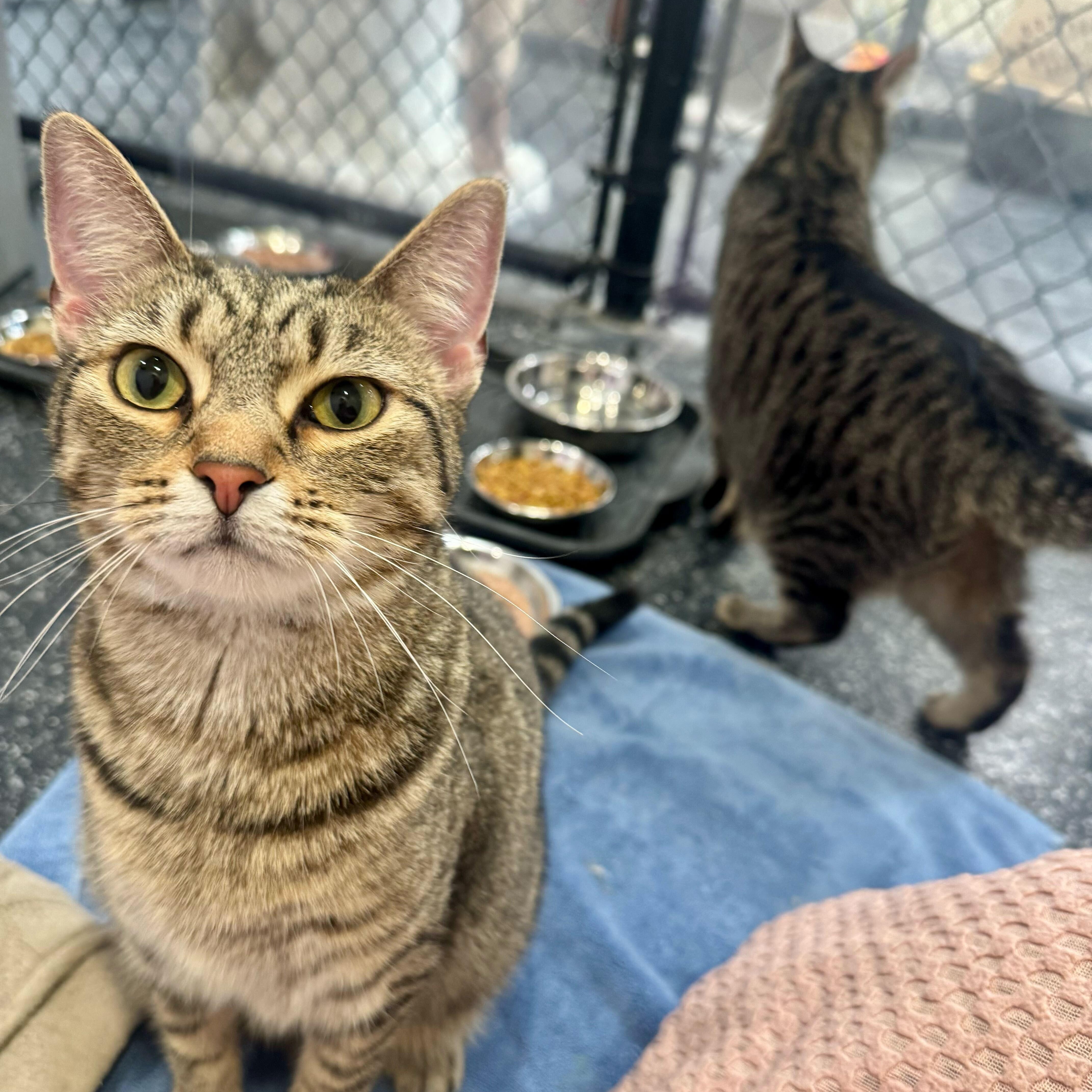 A young medium-sized female Tabby (Brown / Chocolate) Domestic Short Hair cat named Skye  Moonshine  for adoption in Waltham, MA