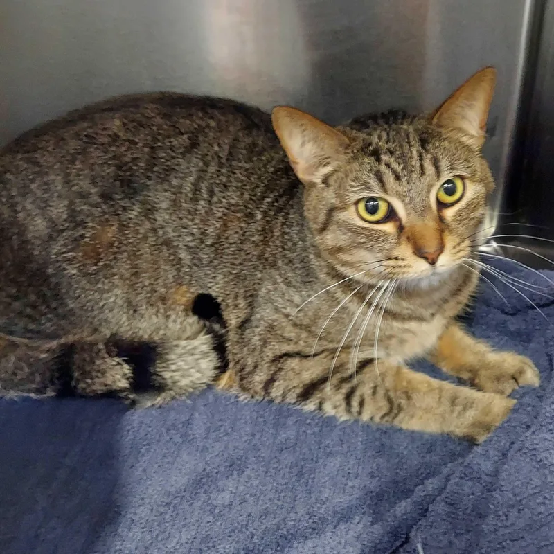 Skye  Moonshine  thumbnail 3