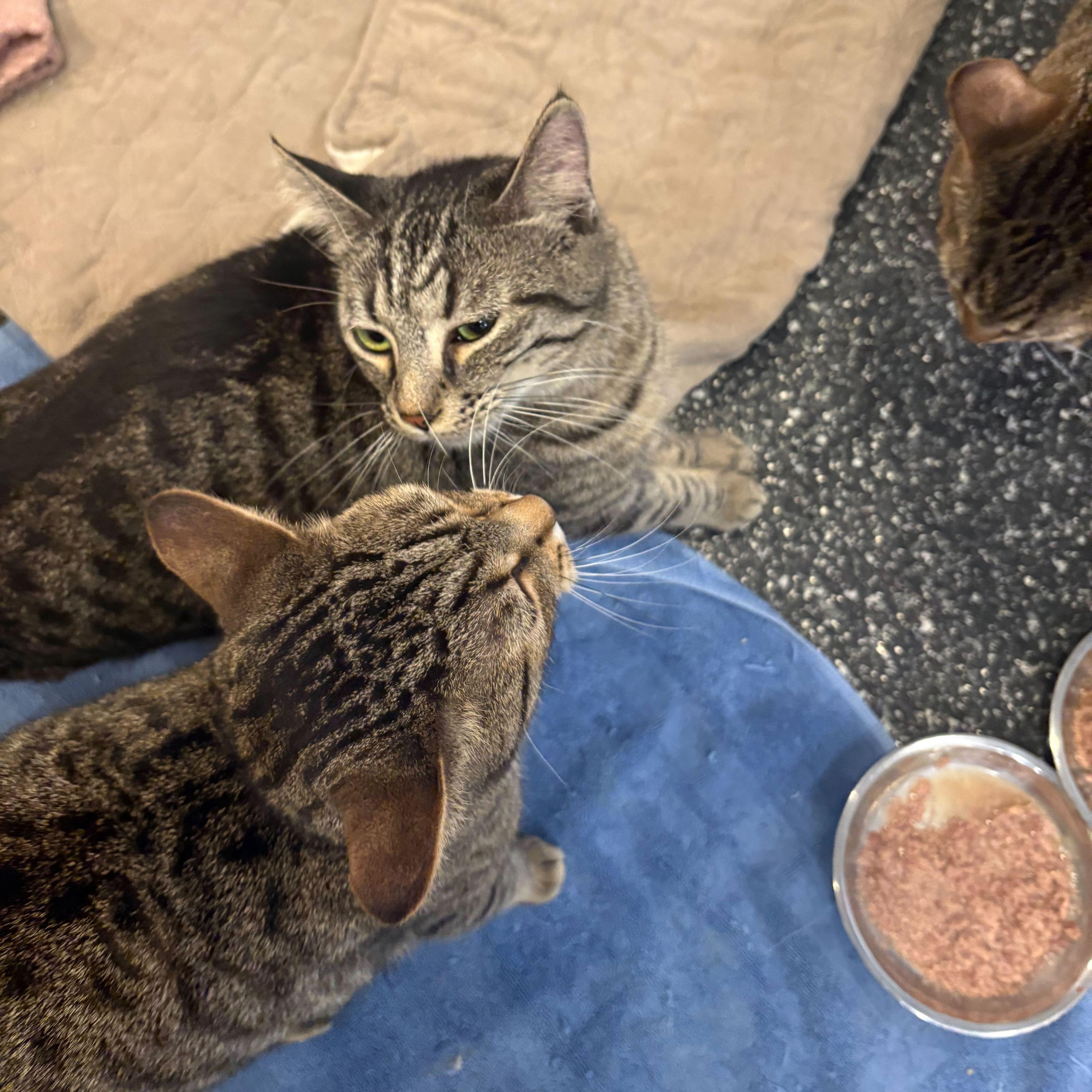 Skye  Moonshine  thumbnail 4