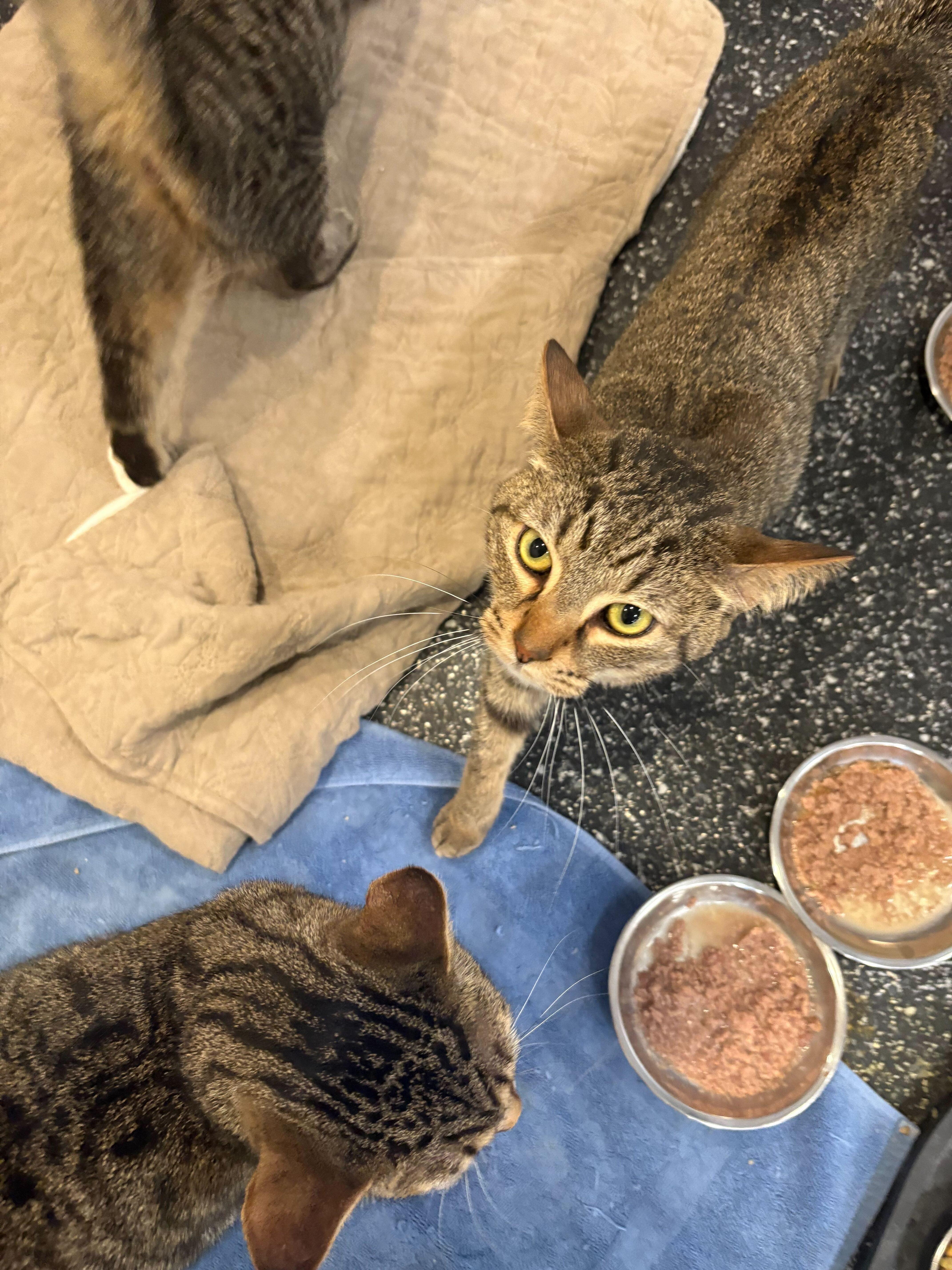 Skye  Moonshine  thumbnail 5