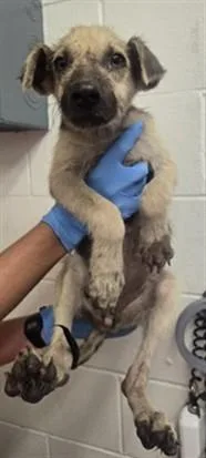A baby small-sized female German Shepherd Dog dog named Ginny for adoption in San Bernardino, CA