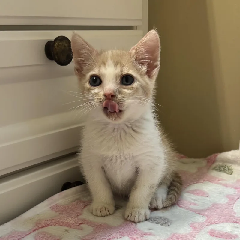 A baby medium-sized male Buff / Tan / Fawn Domestic Short Hair cat named Bucky for adoption in jacksonville, FL