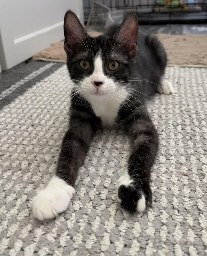 Coco Puff thumbnail 2