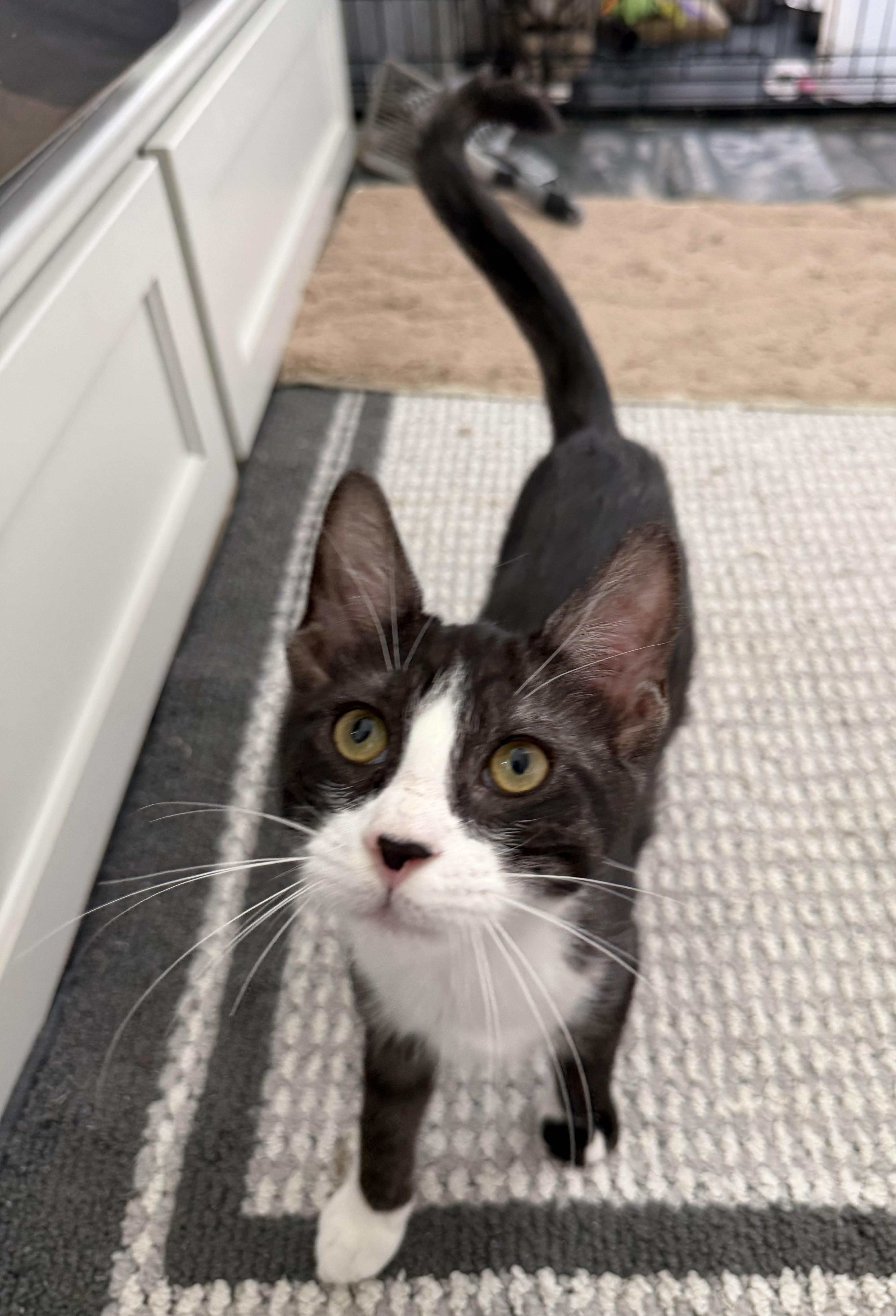 Coco Puff thumbnail 3