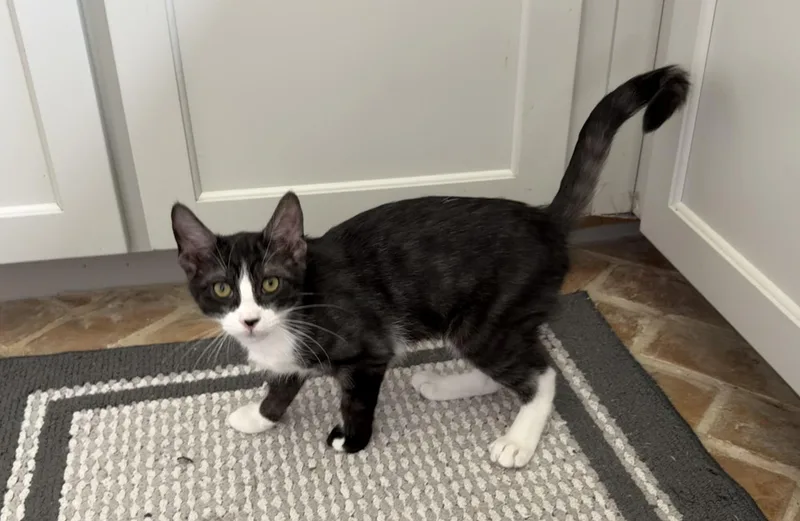 Coco Puff thumbnail 4