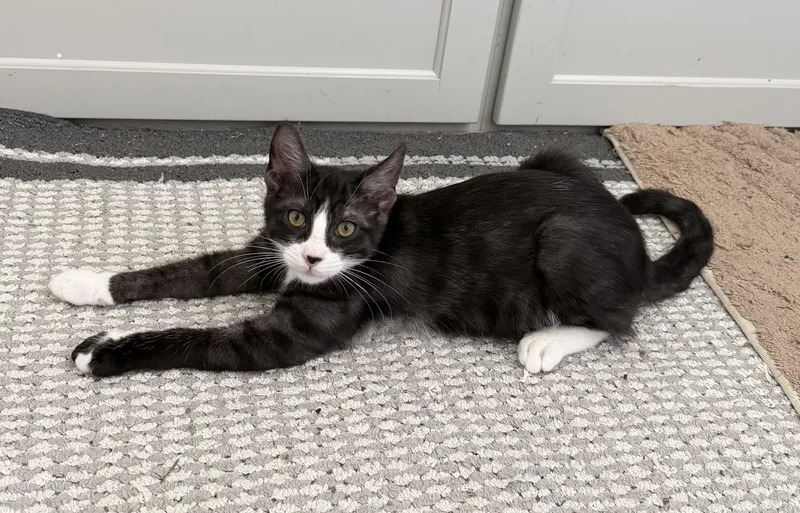 Coco Puff thumbnail 5