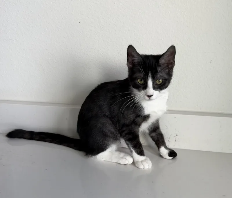 Coco Puff thumbnail 6