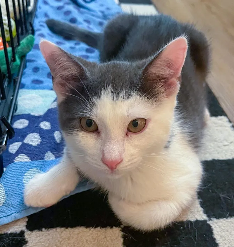 A baby medium-sized male Gray & White Domestic Short Hair cat named Collin for adoption in Elmwood Park, NJ