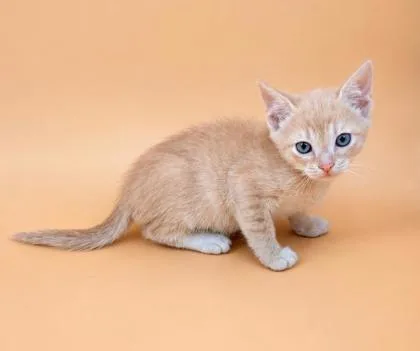 A baby small-sized male Domestic Short Hair cat named Zion for adoption in Dahlonega, GA
