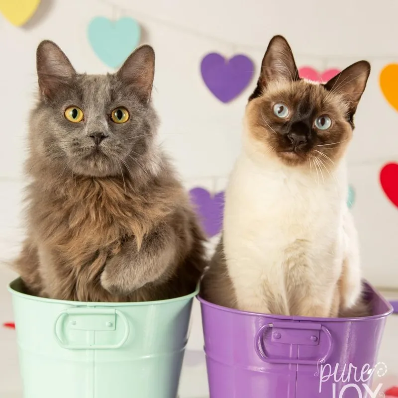 Isabelle thumbnail 3