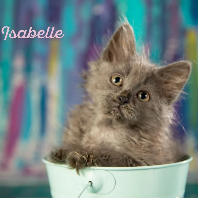 Isabelle thumbnail 4