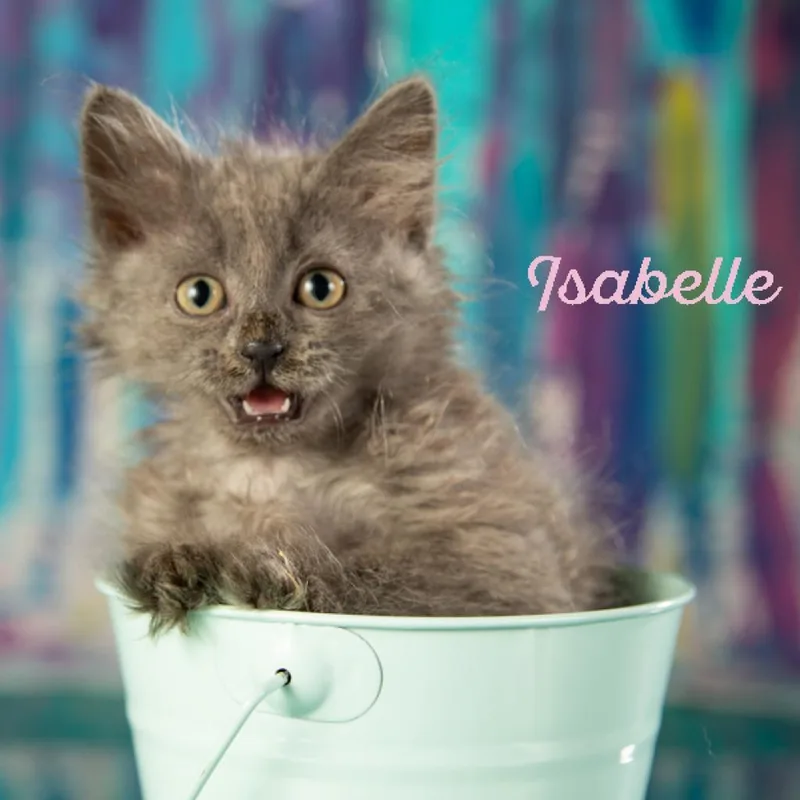 Isabelle thumbnail 5