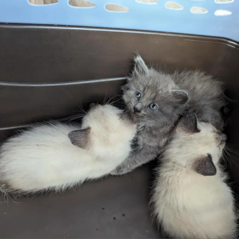 Isabelle thumbnail 6