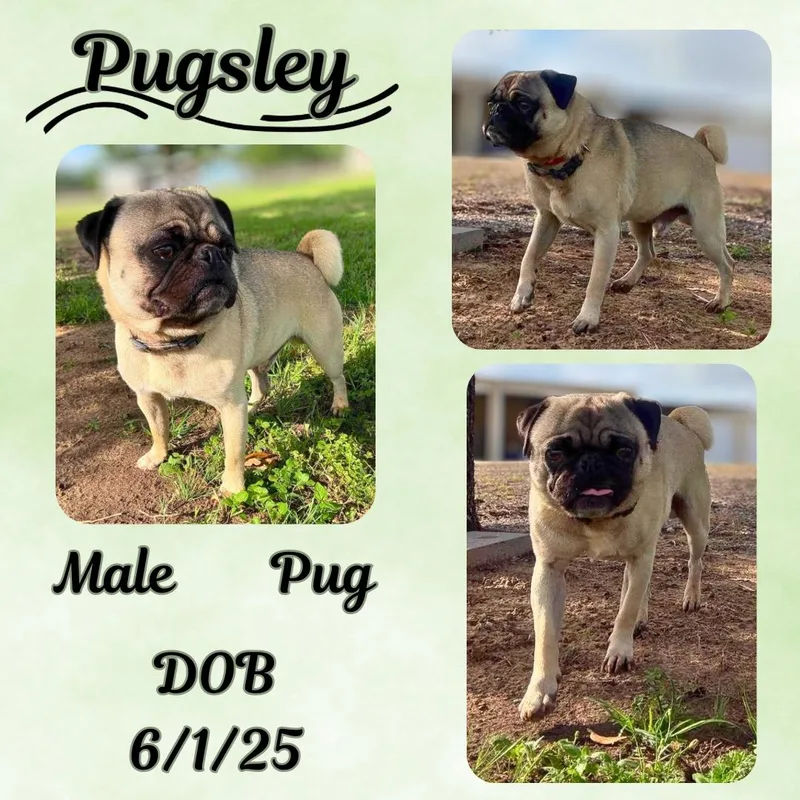 A young small-sized male Yellow / Tan / Blond / Fawn Pug dog named Pugsley for adoption in Caldwell, TX