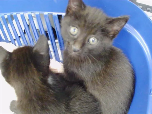 A baby small-sized female Domestic Short Hair cat named Inky for adoption in Charlotte, NC