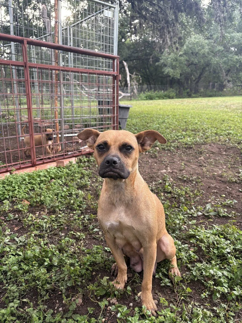 A young medium-sized female Pug dog named Pumpkin for adoption in Boerne, TX